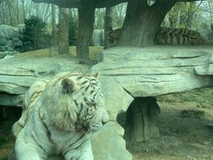 -北京野生动物园