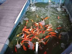 -鲤鱼塘农家山庄