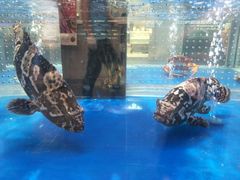 -盒马X会员店(王府井奥莱UP TOWN店)