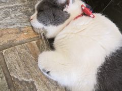 -猫咪博物馆(顶澳仔猫街店)