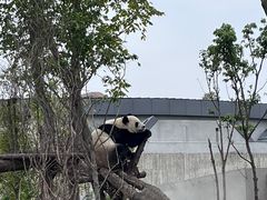 -成都大熊猫繁育研究基地