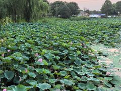 -同里国家湿地公园