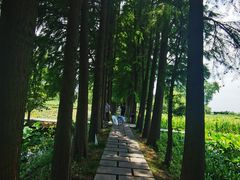 -陶辛水韵