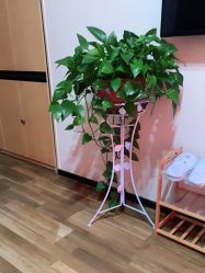 -雍禾植发
