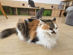 -是阿柴呀！柴犬咖啡·爱喵喵猫咖