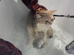 -PETKIT 小佩宠物·德文赛凯猫舍