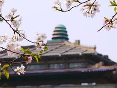 -武汉大学-樱园