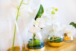 点击看大图 -薇薇安花系SPA