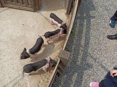 -前小桔亲子创意农场·草莓采摘·露营烧烤