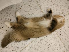 -猫域·湾主题猫咖·宠物吧(南坪城市广场店)