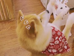-豆柴町-柴犬主题狗咖(红鼎国际C座店)