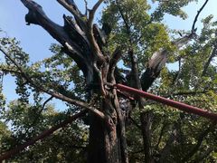 -上海佘山国家森林公园天马山园