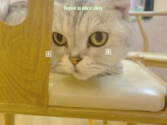 -猫咪派对(江南西店)