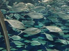 -上海海洋水族馆