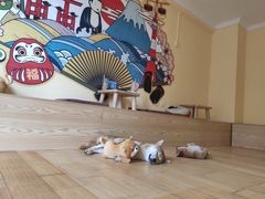 -喜柴咖啡·柴犬狗咖