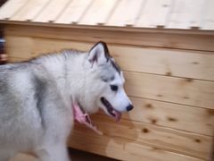 -Husky Go! 哈士奇体验馆·宠物咖啡厅狗咖