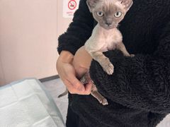 -安安宠医·臻爱宠物医院·宠保定点(营门口路分院)