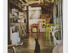 -喵屿·大理花园猫咖