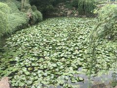 -上海醉白池公园