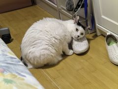-美联众合动物医院·24h转诊中心