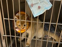 -御宝贝·A梦猫科宠物医院(国际猫友好医院)