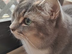 -MOCHA明星猫咖(田子坊店)
