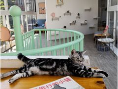 -有猫主题·治愈系猫咖(曾厝垵店)