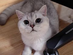 -瑞派宠物医院·犬猫全科·猫友好(宾水西道店)