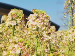 -中国天府农业博览园