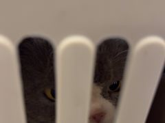 -宠颐生汉谟拉比宠物医院