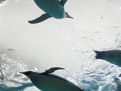-珠海长隆海洋王国