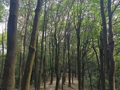-火炉山森林公园