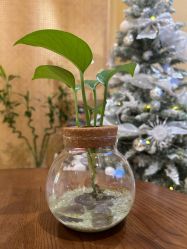 -小颜秘家·韩国整骨