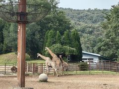 -大连森林动物园