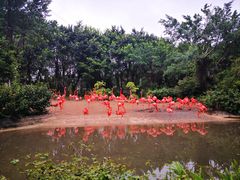 -广州长隆飞鸟乐园