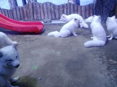 -芜湖新华联大白鲸海洋公园