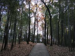 -西湖风景区十里琅珰-五云山