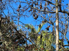-EG Waterhouse Camellia Gardens Sutherland Shire