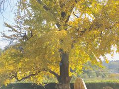 -千年银杏谷文化旅游区