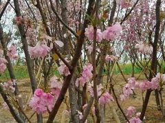 -天适樱花悠乐园