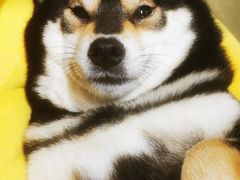 -逗柴咖啡屋·狗咖猫咖宠物桌游
