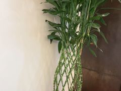 -梅花香里大酒店(郁金香路店)