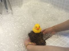 -PETKIT 小佩宠物·低压洗护·美容·寄养(安远店)