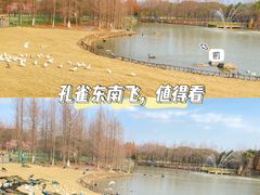-顾村公园