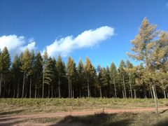 -塞罕坝国家级自然保护区