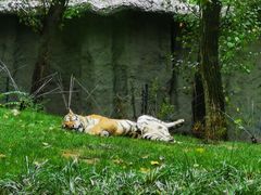 -北京野生动物园