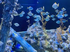 -新加坡海洋生态馆