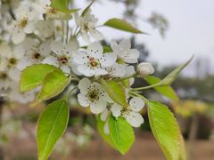 -桃花堤公园