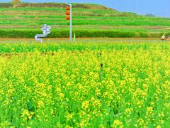 -光明小镇欢乐田园