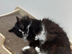 -有猫主题·治愈系猫咖(曾厝垵店)